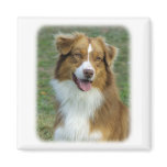 Australian Shepherd 9K5D-02_2 Refrigerator Magnets