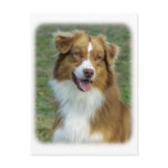 Australian Shepherd 9K5D-02_2 Postcard