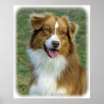 Australian Shepherd 9K5D-02_2 Posters