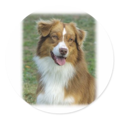 Australian Shepherd 9K5D-02_2 Round Sticker by TraffordPhotos