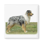 Australian Shepherd 9K7D-20 Magnets