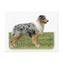 Australian Shepherd 9K7D-20 Postcard
