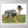 Australian Shepherd 9K7D-20 Poster
