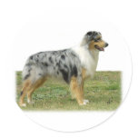 Australian Shepherd 9K7D-20 Round Sticker
