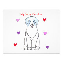 Australian Shepherd Blue Furry Valentine Announcement