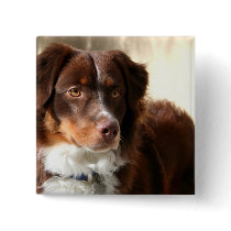 Australian Shepherd button