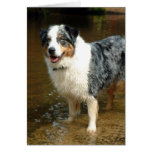 Australian Shepherd Dog Card