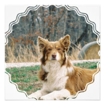 Australian Shepherd Dog Invitation