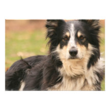 Australian Shepherd Dog Invitation