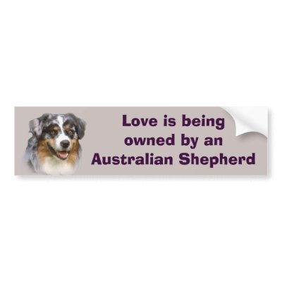 Australian Shepherd Fabulous Bumper Sticker by normagolden