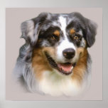 Australian Shepherd Fabulous Print