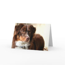 Australian Shepherd greeting card
