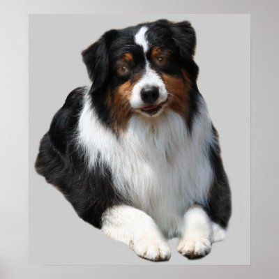 Australian Shepherd Guardian Print by normagolden