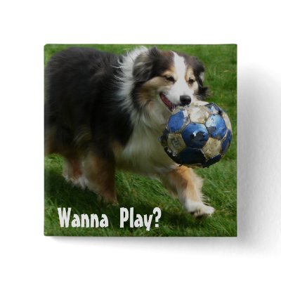 Australian Shepherd has a Ball! Pin by CountryCorner