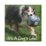Australian Shepherd has a Ball! Refrigerator Magnets