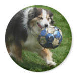 Australian Shepherd has a Ball! Magnet
