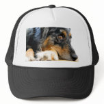 Australian Shepherd Hats