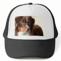 Australian Shepherd hat
