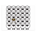 Australian Shepherd in the Sheep Post Card