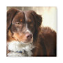 Australian Shepherd magnet