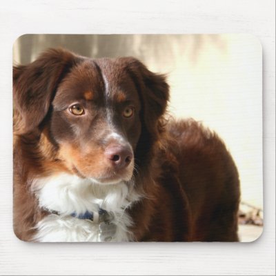 Australian Shepherd mousepad by ritmoboxer
