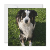 Australian Shepherd Photo Invitations