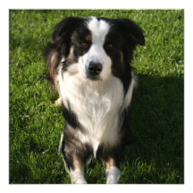 Australian Shepherd Photo Invitations