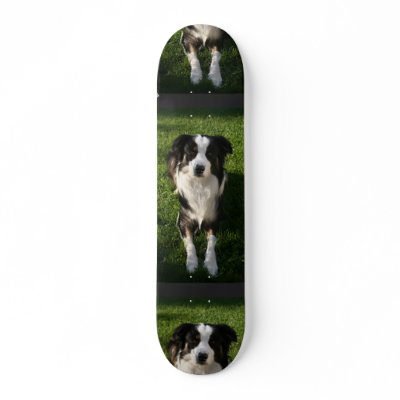 Australian Shepherd Photo  Skateboard by DogPoundGifts