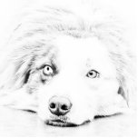 AUSTRALIAN SHEPHERD photo sculptures