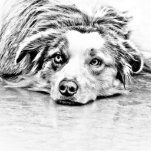 AUSTRALIAN SHEPHERD PHOTO CUT OUT