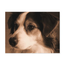 Australian Shepherd Portrait Postcards