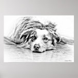 AUSTRALIAN SHEPHERD PRINT
