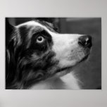 Australian Shepherd Poster posters