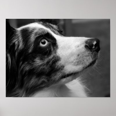 Australian Shepherd Poster by ashale8