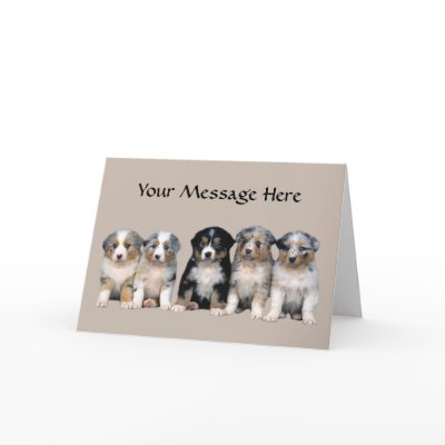 Australian Shepherd Puppies Greeting Card by normagolden