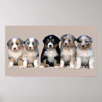 Australian Shepherd Puppies Print by normagolden