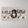 Australian Shepherd Puppies Print