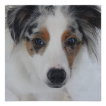 Australian Shepherd Puppy Invitation