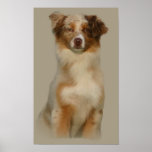 Australian Shepherd Red Print