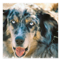 Australian Shepherd Rescue Invitation