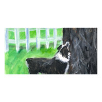 Australian Shepherd sees squirrel