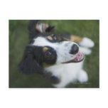 Australian Shepherd standing on hind legs Postcards