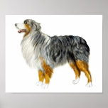 Australian Shepherd Standing