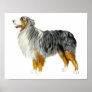 Australian Shepherd Standing