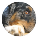 Australian Shepherd Round Stickers