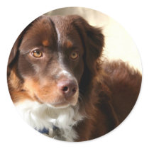Australian Shepherd stickers