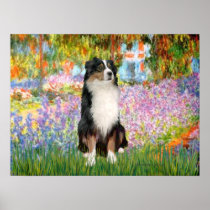 Australian Shepherd Tri2 - Garden