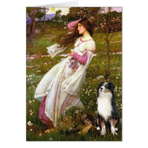 Australian Shepherd (Tri) - Windflowers