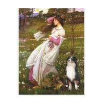 Australian Shepherd (Tri) - Windflowers