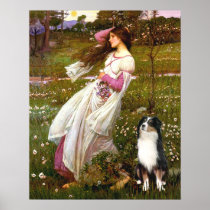 Australian Shepherd (Tri) - Windflowers